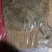 多宝鱼，一手货源，冰鲜，单冻，质量保证欢迎选购