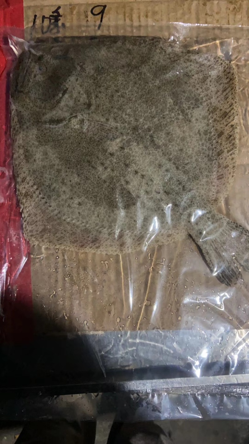 多宝鱼，一手货源，冰鲜，单冻，质量保证欢迎选购