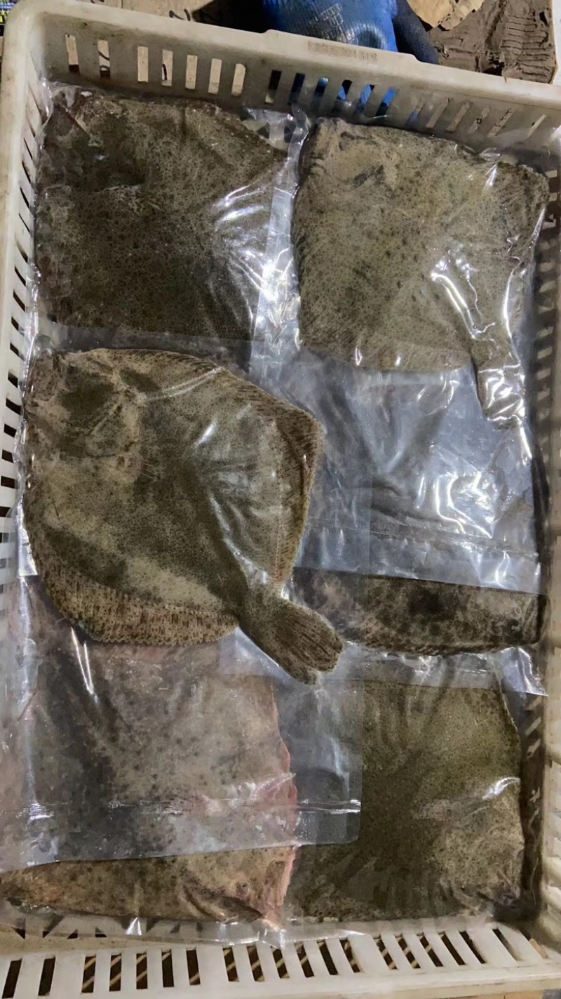 多宝鱼，一手货源，冰鲜，单冻，质量保证欢迎选购