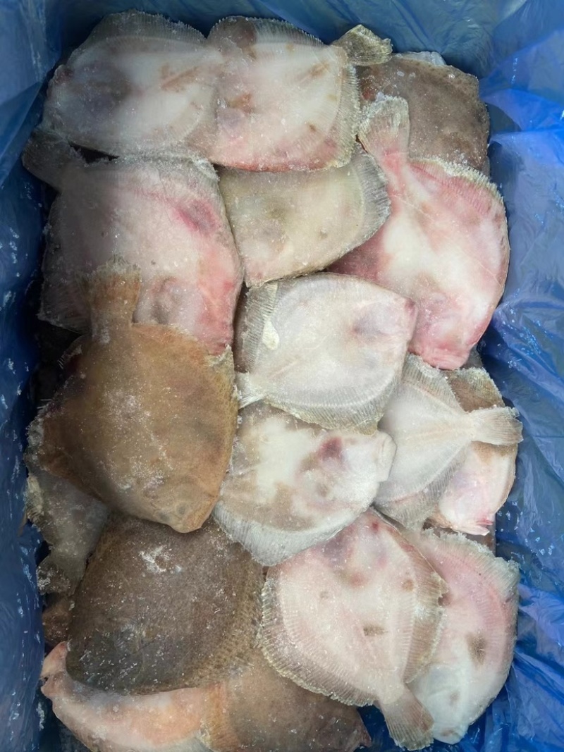 多宝鱼，一手货源，冰鲜，单冻，质量保证欢迎选购