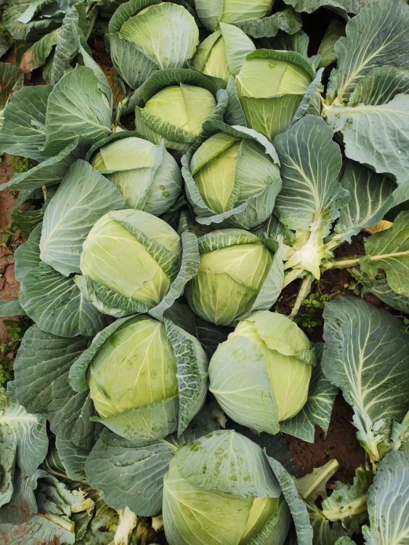 扁包菜甘蓝新鲜应季现货/基地直供货源充足/可视频看货验货