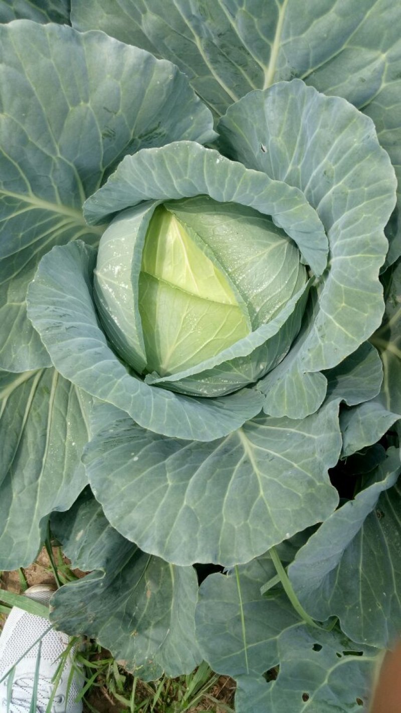 扁包菜甘蓝新鲜应季现货/基地直供货源充足/可视频看货验货