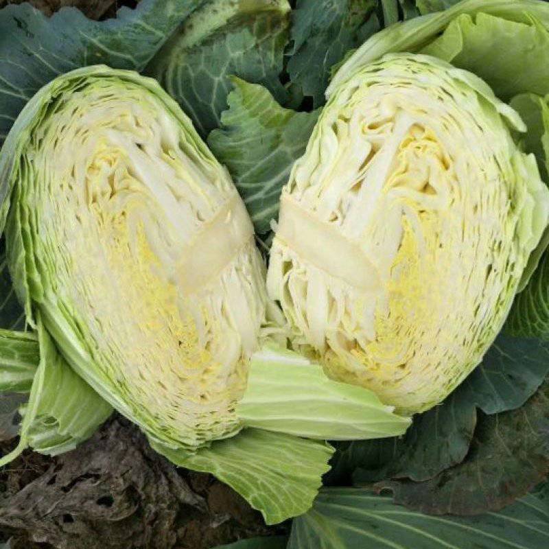 扁包菜甘蓝新鲜应季现货/基地直供货源充足/可视频看货验货