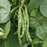 长青肉豆种子春秋种植嫩荚绿色豆荚圆棍形早熟品种