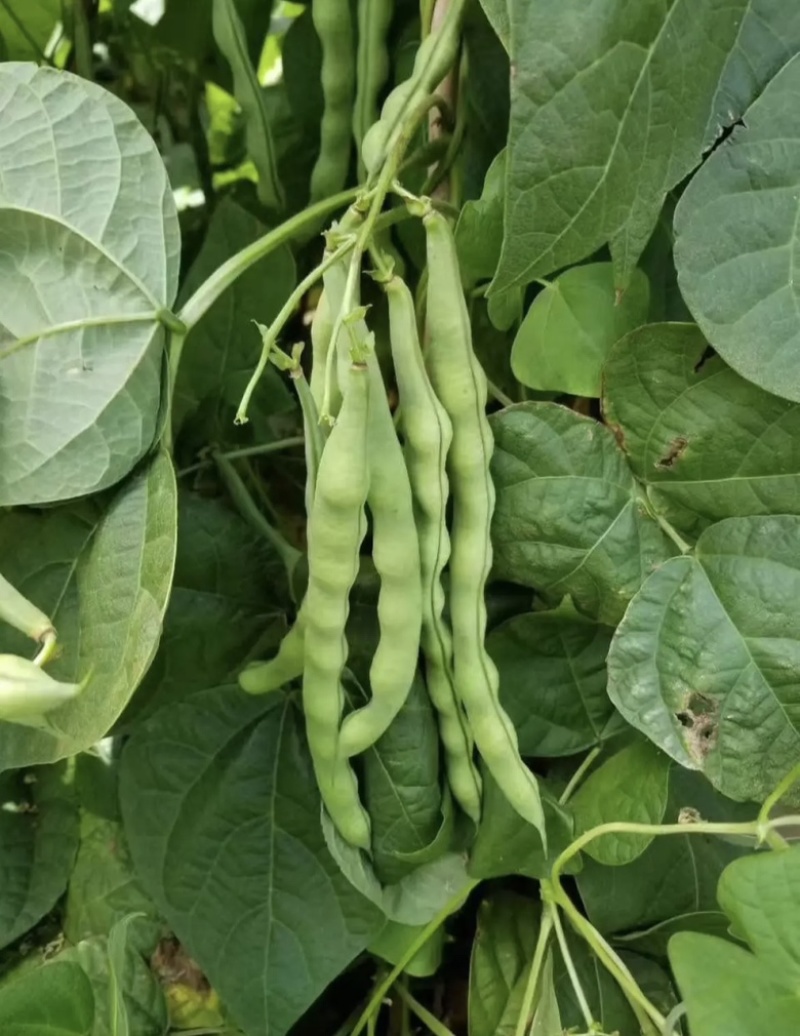 长青肉豆种子春秋种植嫩荚绿色豆荚圆棍形早熟品种