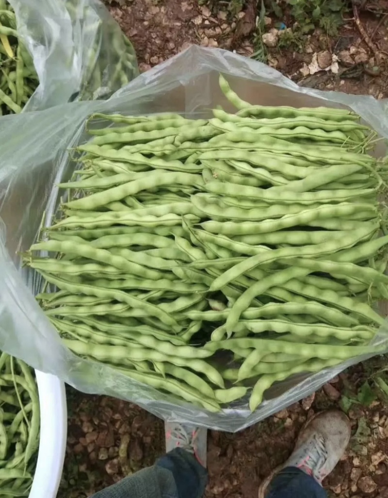 长青肉豆种子春秋种植嫩荚绿色豆荚圆棍形早熟品种