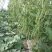 长青肉豆种子春秋种植嫩荚绿色豆荚圆棍形早熟品种