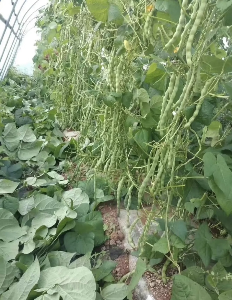 长青肉豆种子春秋种植嫩荚绿色豆荚圆棍形早熟品种