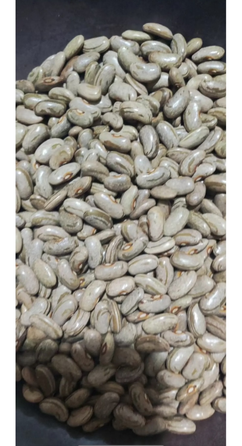 长青肉豆种子春秋种植嫩荚绿色豆荚圆棍形早熟品种