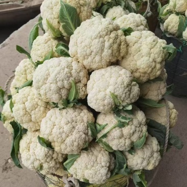 甄选湖北有机松花菜根平叶净，大量现货，一次合作终身朋友
