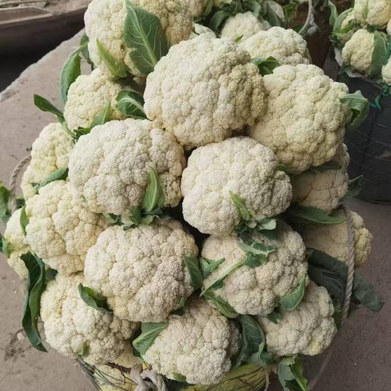 甄选湖北有机松花菜根平叶净，大量现货，一次合作终身朋友