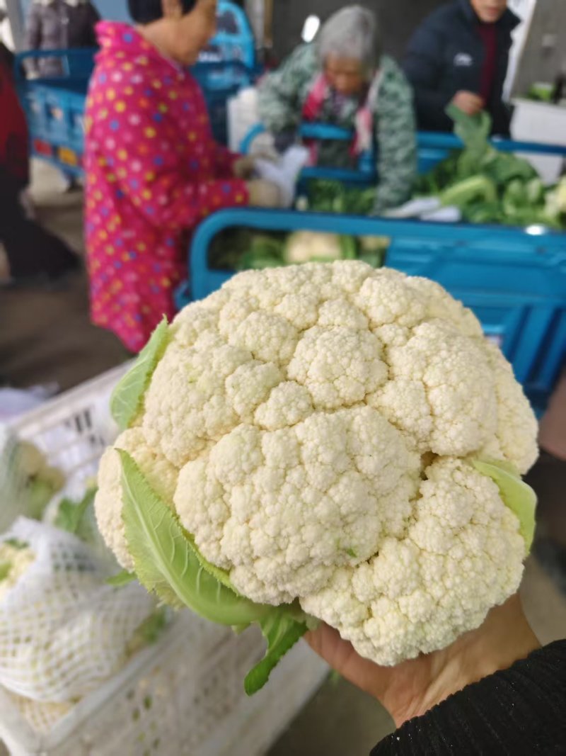 甄选湖北有机松花菜根平叶净，大量现货，一次合作终身朋友