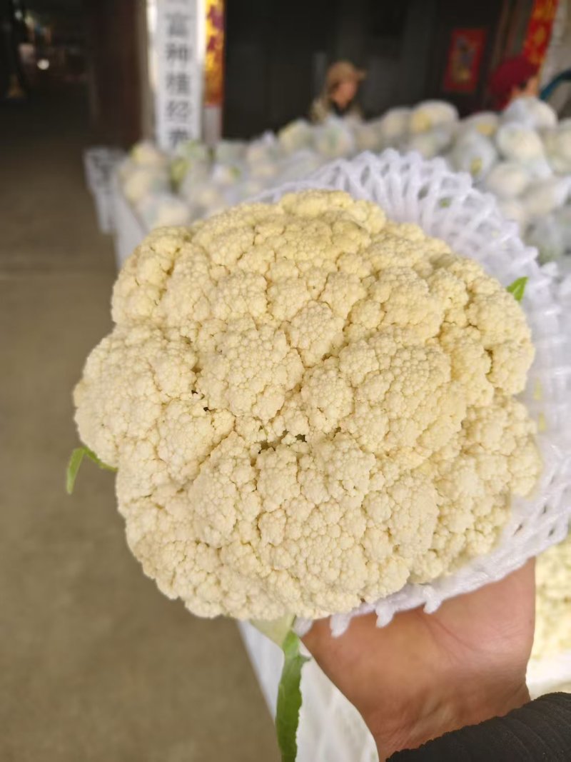 甄选湖北有机松花菜根平叶净，大量现货，一次合作终身朋友