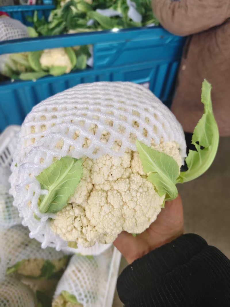 甄选湖北有机松花菜根平叶净，大量现货，一次合作终身朋友