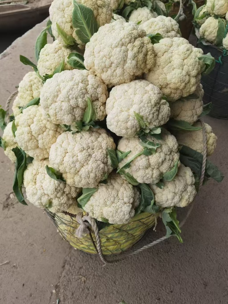 甄选湖北有机松花菜根平叶净，大量现货，一次合作终身朋友