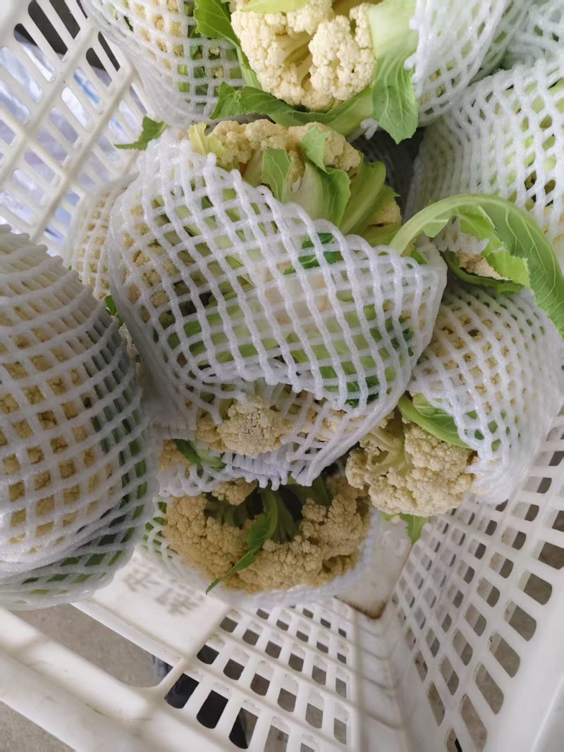 甄选湖北有机松花菜根平叶净，大量现货，一次合作终身朋友
