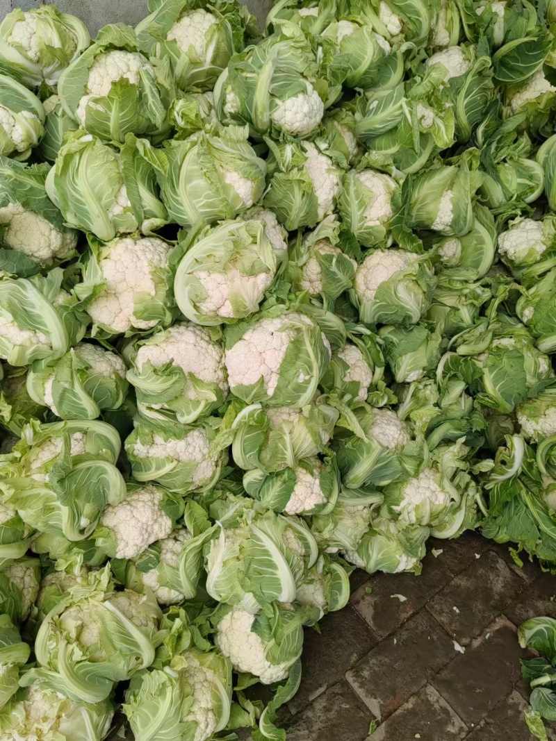甄选湖北有机松花菜根平叶净，大量现货，一次合作终身朋友