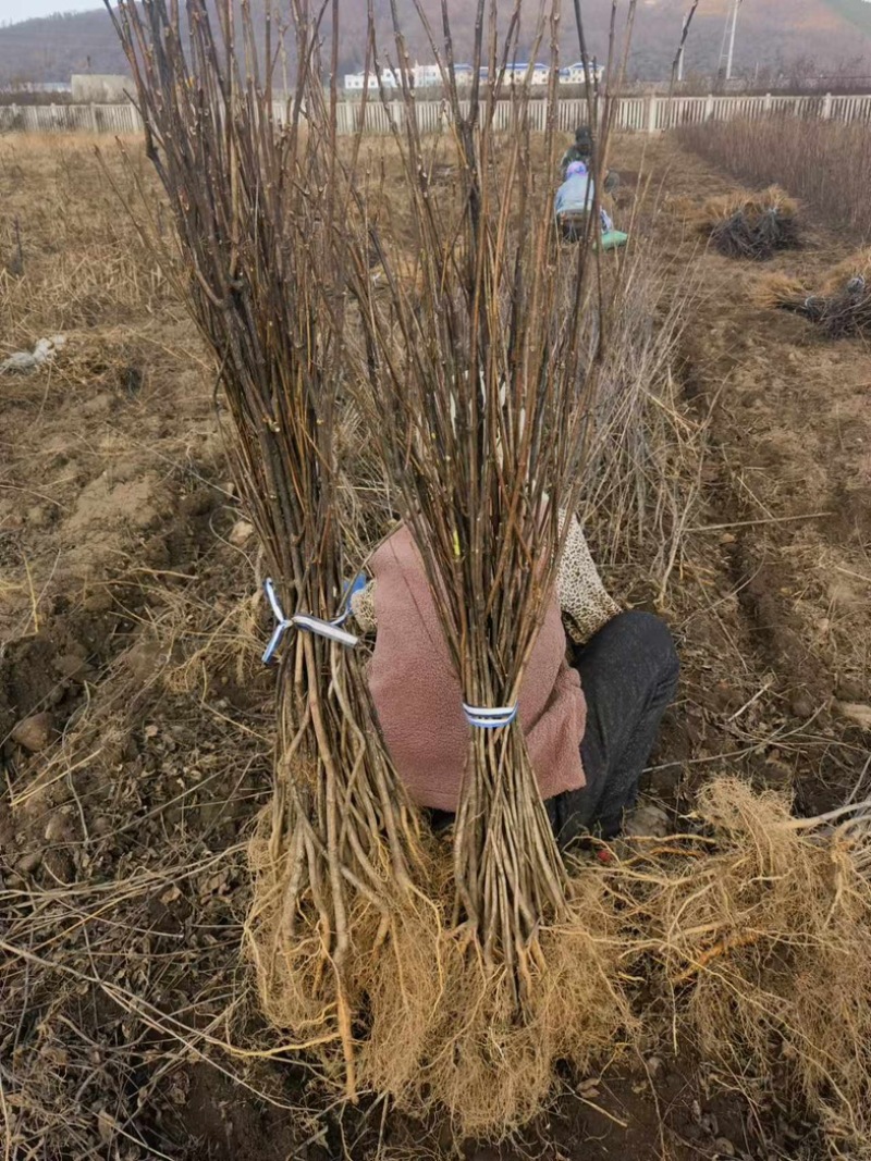 黄菠萝苗香水菠萝种苗基地直销量大质优价格优惠