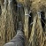 黄菠萝苗香水菠萝种苗基地直销量大质优价格优惠