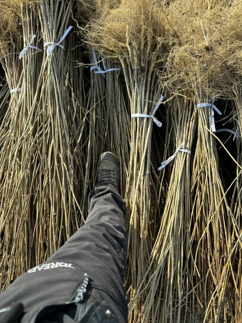 黄菠萝苗香水菠萝种苗基地直销量大质优价格优惠