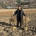 黄菠萝苗香水菠萝种苗基地直销量大质优价格优惠