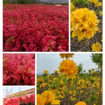 映山红基地批发一手货源