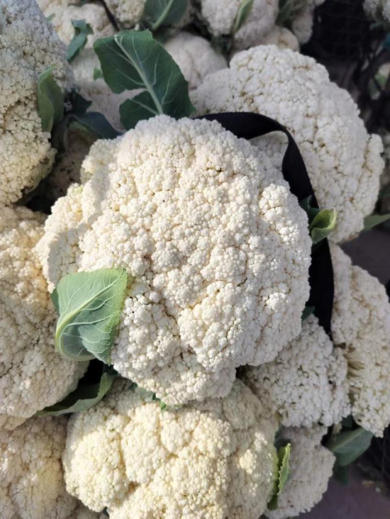 湖北菜花青梗松花菜有机花菜大量供应产地直发保质保量