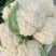 湖北菜花青梗松花菜有机花菜大量供应产地直发保质保量