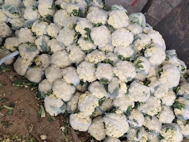 湖北菜花青梗松花菜有机花菜大量供应产地直发保质保量