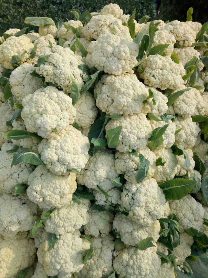 湖北菜花青梗松花菜有机花菜大量供应产地直发保质保量