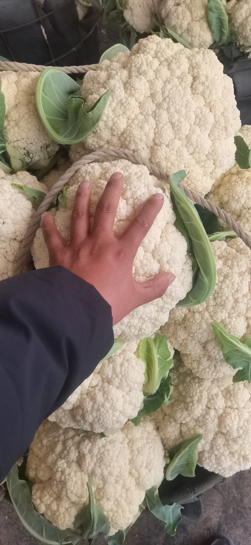 湖北菜花青梗松花菜有机花菜大量供应产地直发保质保量