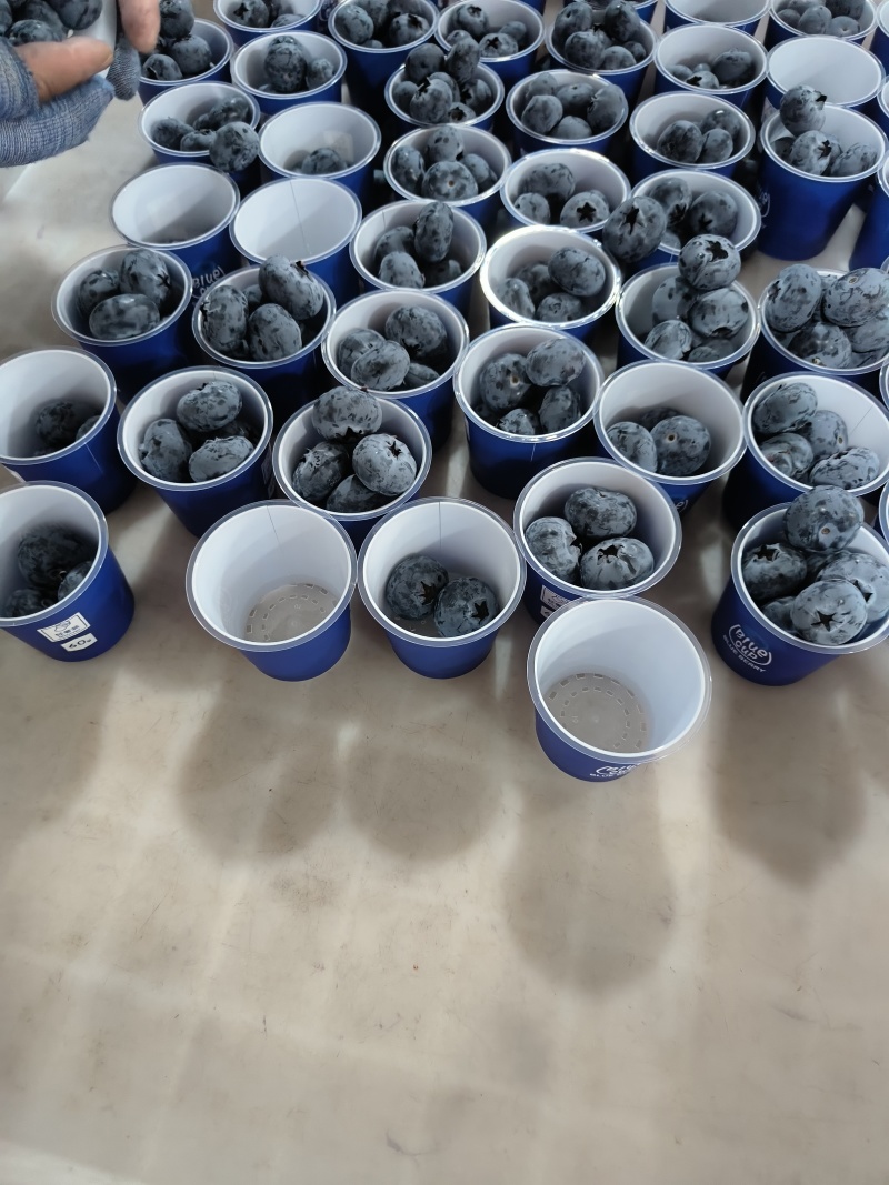 云南蓝莓一件代发，电商，团购