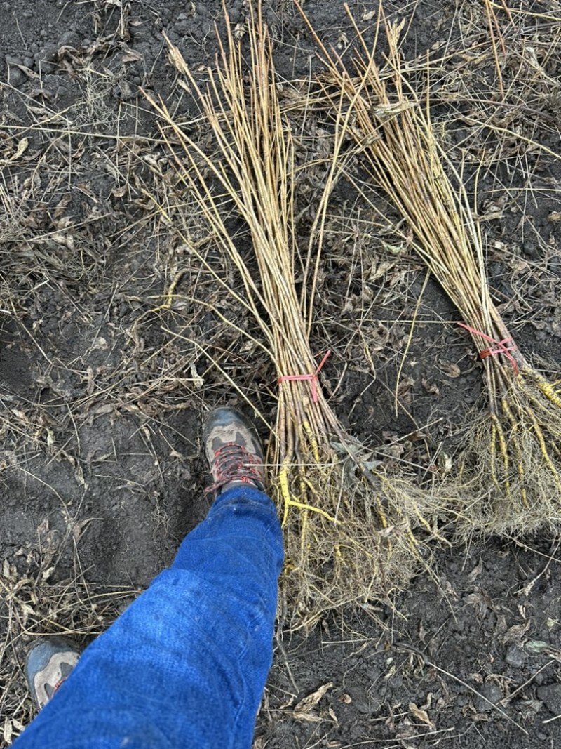 黄菠萝苗香水菠萝种苗基地直销量大质优价格优惠