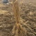 黄菠萝苗香水菠萝种苗基地直销量大质优价格优惠
