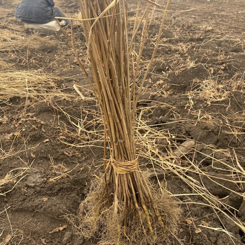 黄菠萝苗香水菠萝种苗基地直销量大质优价格优惠