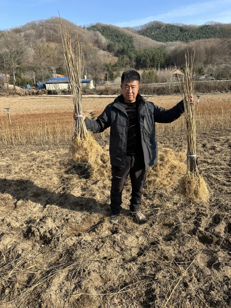 黄菠萝苗香水菠萝种苗基地直销量大质优价格优惠