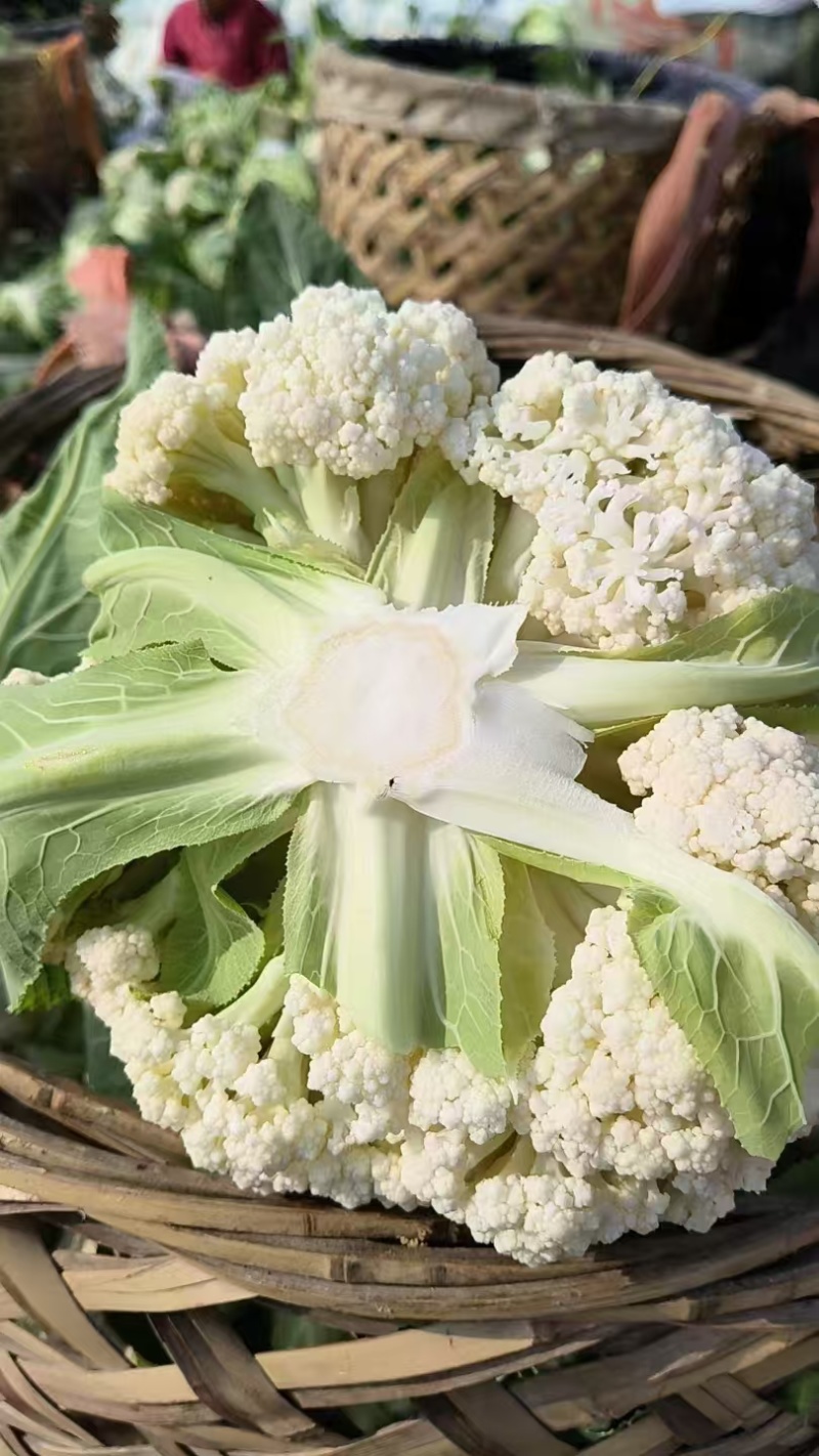 湖北菜花青梗松花菜有机花菜大量供应产地直发保质保量