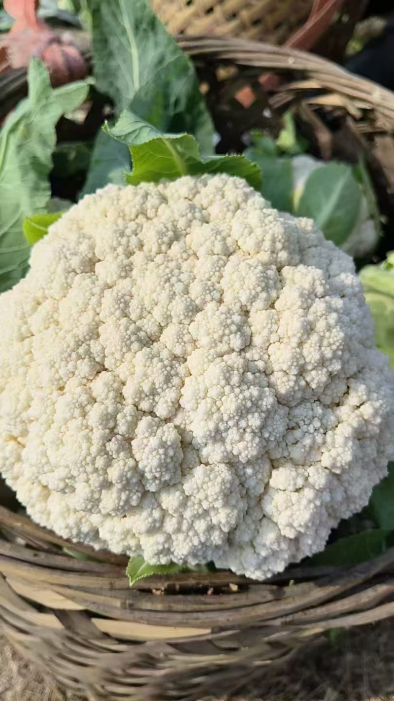 湖北菜花青梗松花菜有机花菜大量供应产地直发保质保量