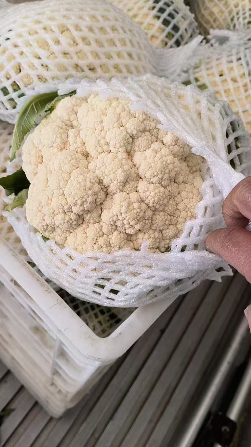 湖北菜花青梗松花菜有机花菜大量供应产地直发保质保量
