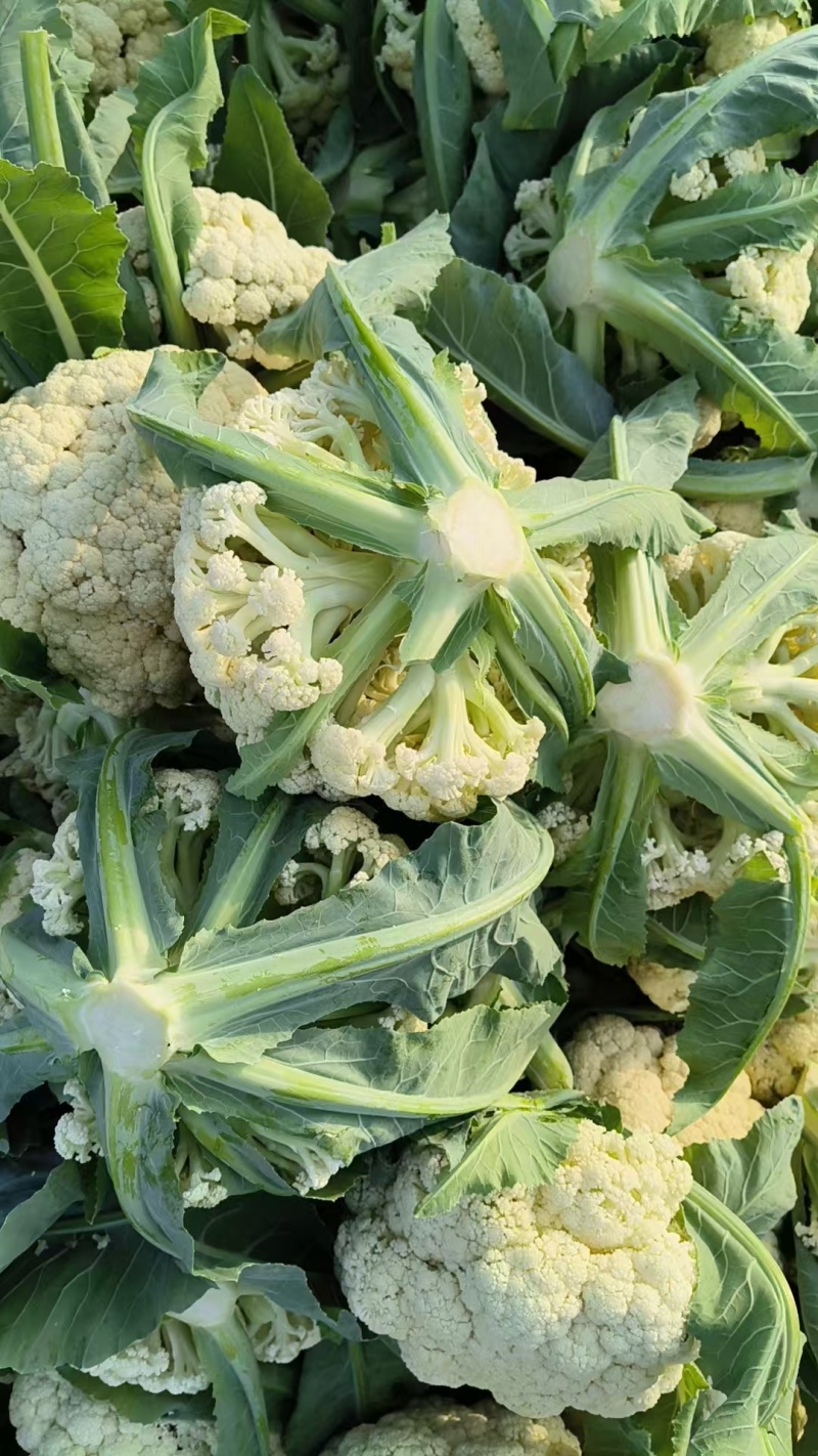 湖北菜花青梗松花菜有机花菜大量供应产地直发保质保量