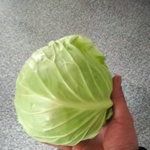 牛心甘蓝