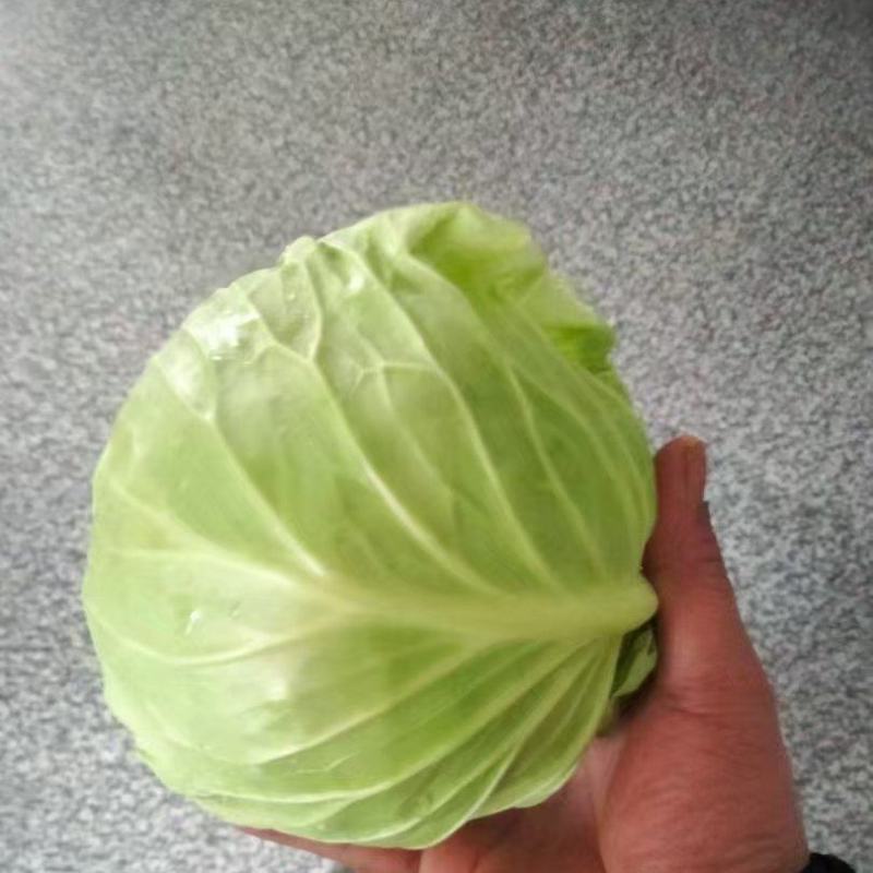 牛心甘蓝