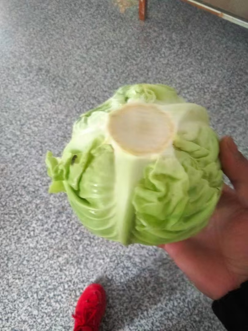 牛心甘蓝