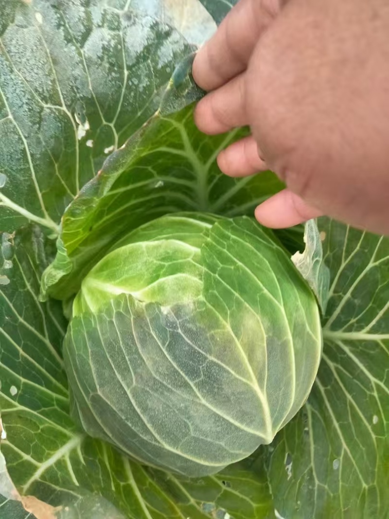 牛心甘蓝