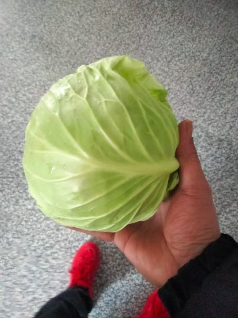 牛心甘蓝
