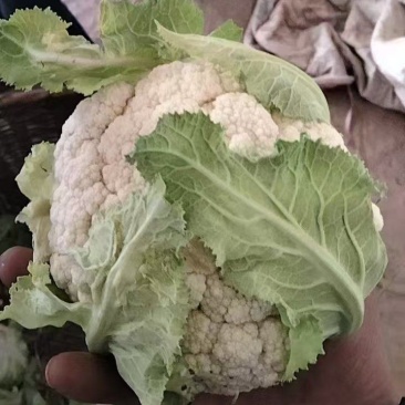 花菜