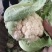 花菜
