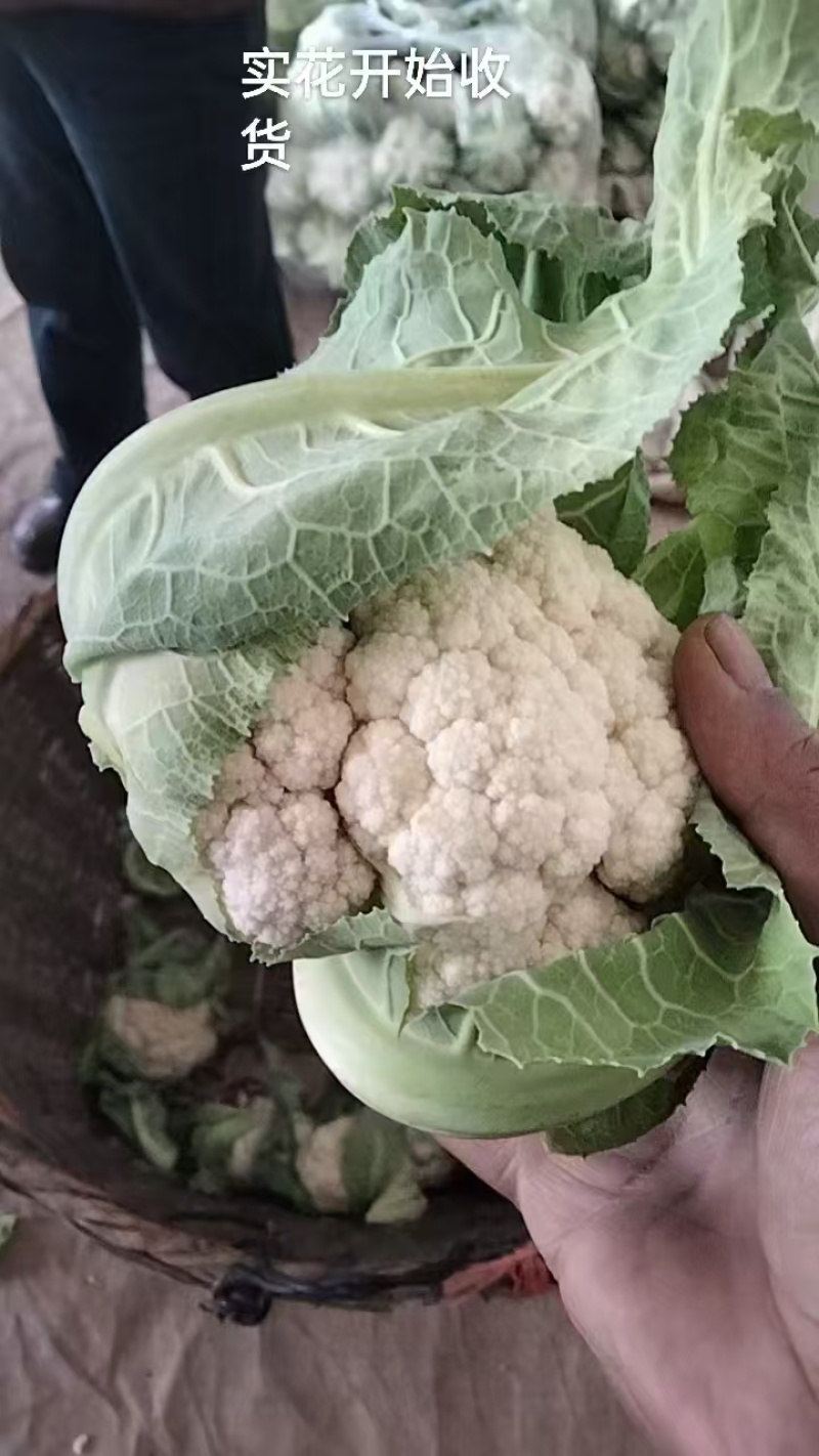 花菜