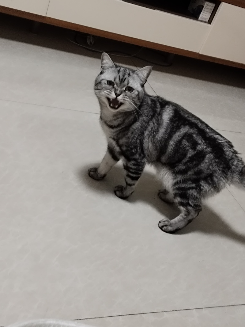 猫