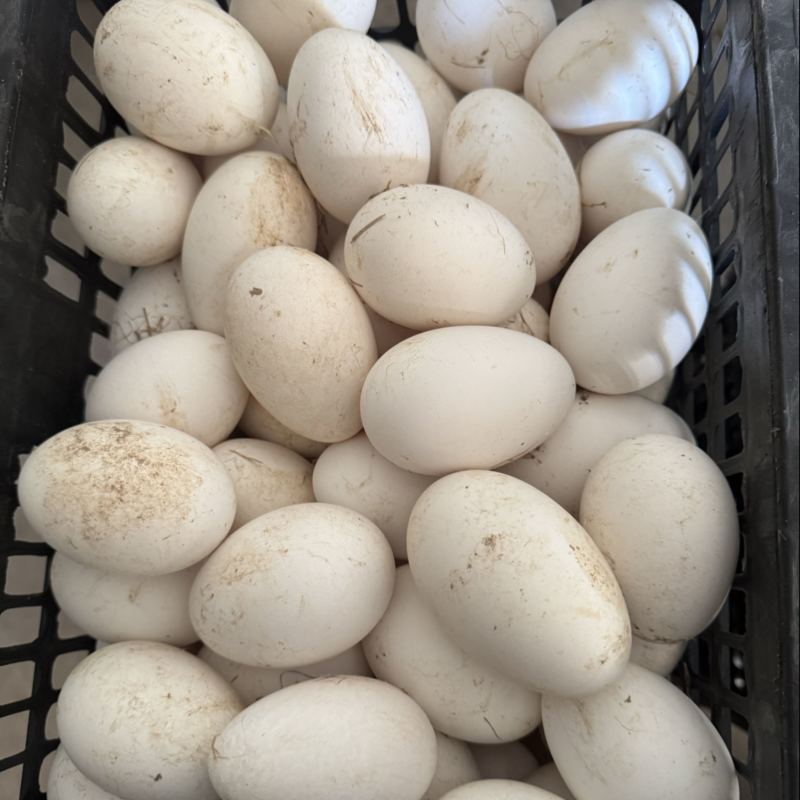 农家散养玉米喂食蛋黄鲜红土鹅蛋